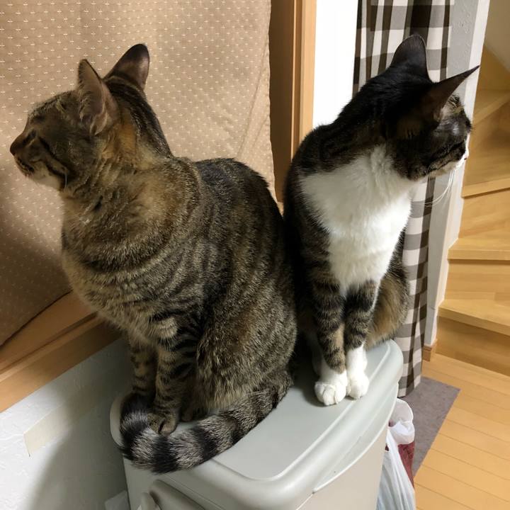 3c1e8b88 8f13 4a35 bda9 1ea2b1db5d34 1523853058369