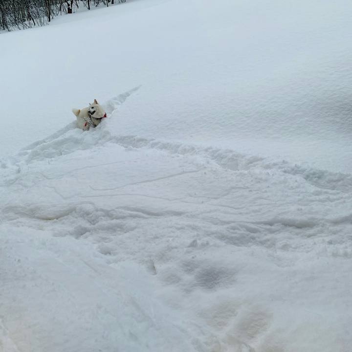 3c1eb51e c496 4eda b27d 396cf10fdecd 1611433365726