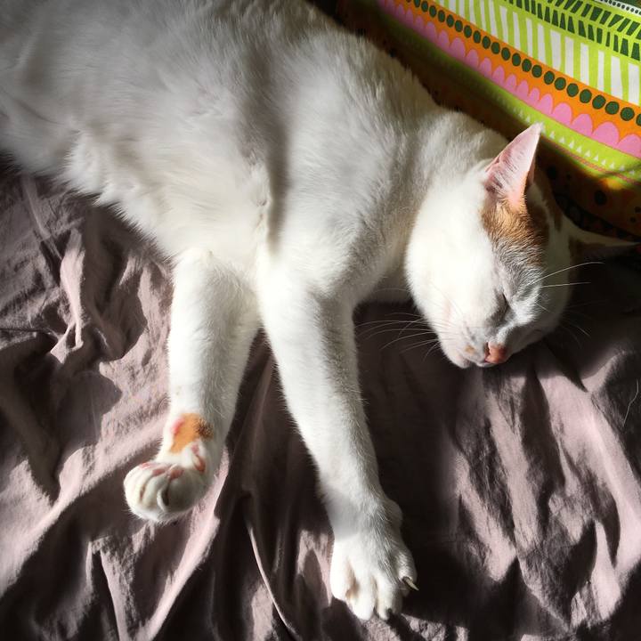 3c22e520 a5df 42e5 a903 01af272e048e 1513556116505