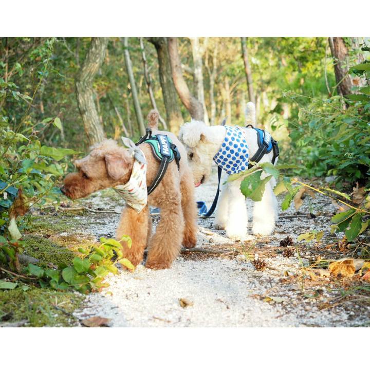 3c2551d3 fb55 4c1c bb6c a64a902f4b98 1533563145778