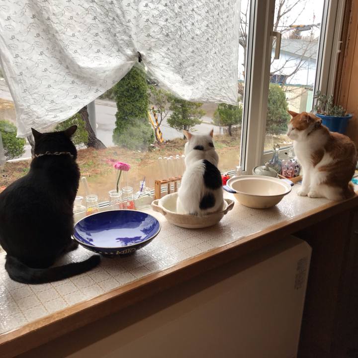 3c25dd0b e320 4a35 b0b8 234d8de0a3f2 1619126399756