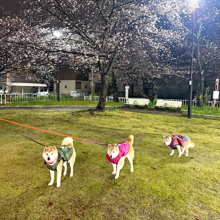 3c26065a 3f9e 48d1 a118 a8c3af5122ce 1774452639562