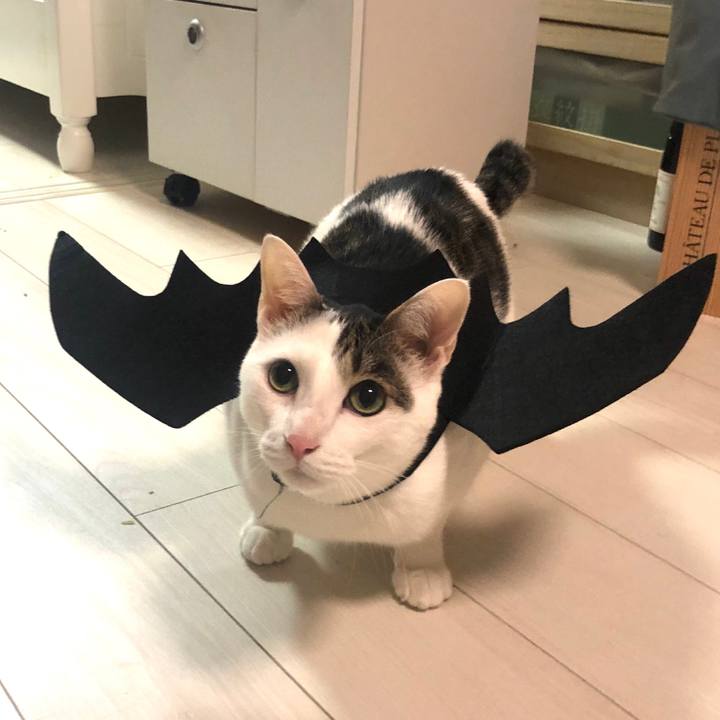 3c26cc4d 59c7 405a 960a 9b6f5d52858b 1572510831676