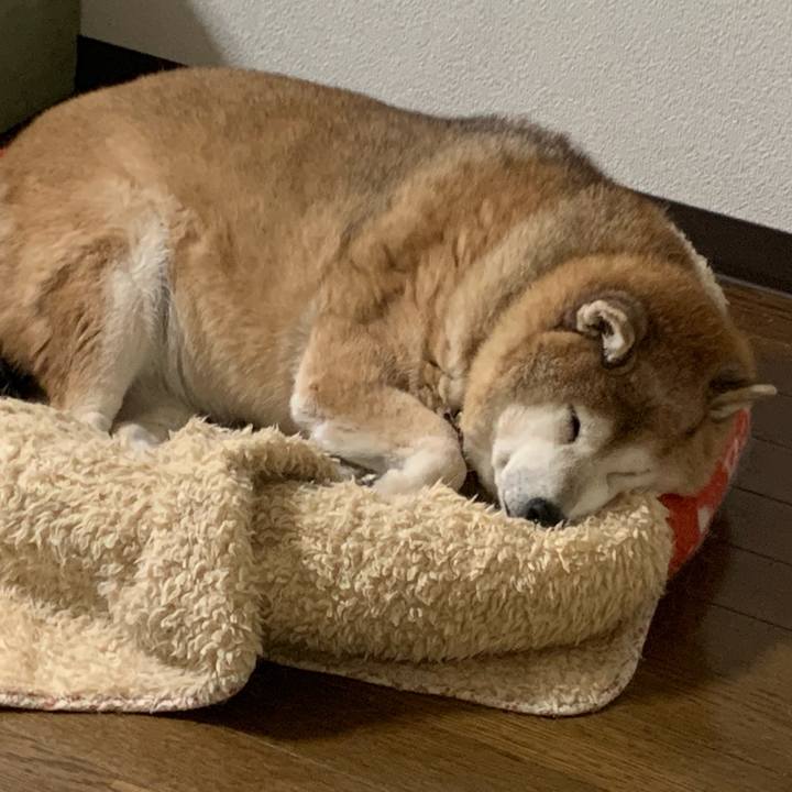 3c280c64 f4c3 4878 a087 931117899ed0 1607513629801