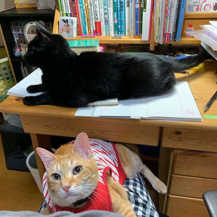 3c2a138a 7072 4f40 b4e4 78b2d9aaeddf 1588543285395