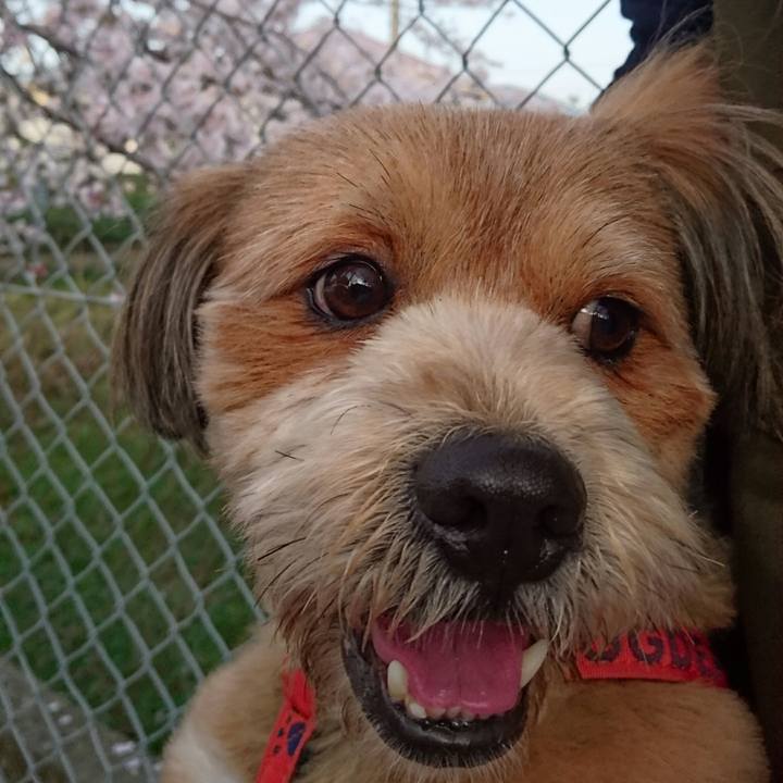 3c3033da d67f 4dcb 8c51 81cb69002282 1522499633719