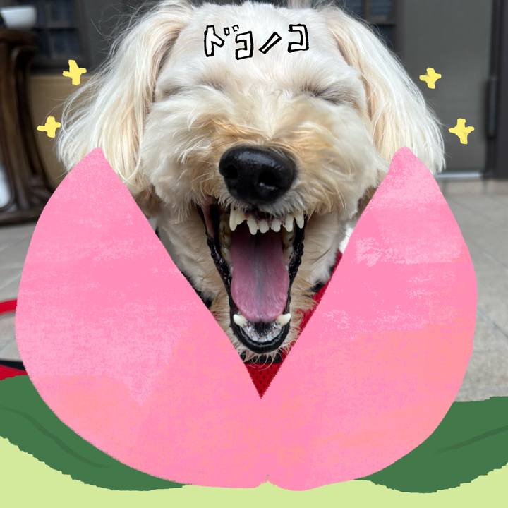 3c342ec6 af91 4fd4 8cd5 51a95c986491 1771814689362