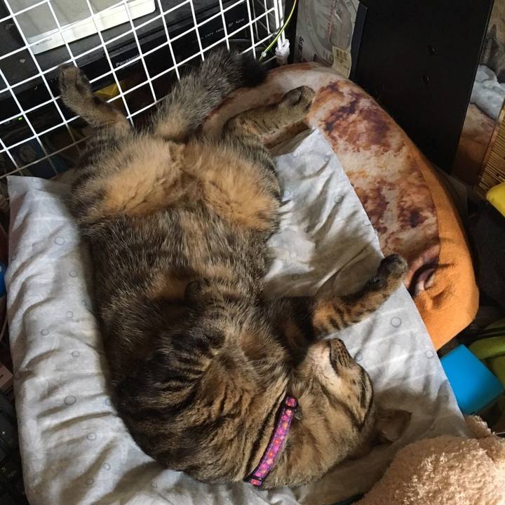 3c34caf4 fe81 4e2f 8db4 226fc16b3e25 1563035320546