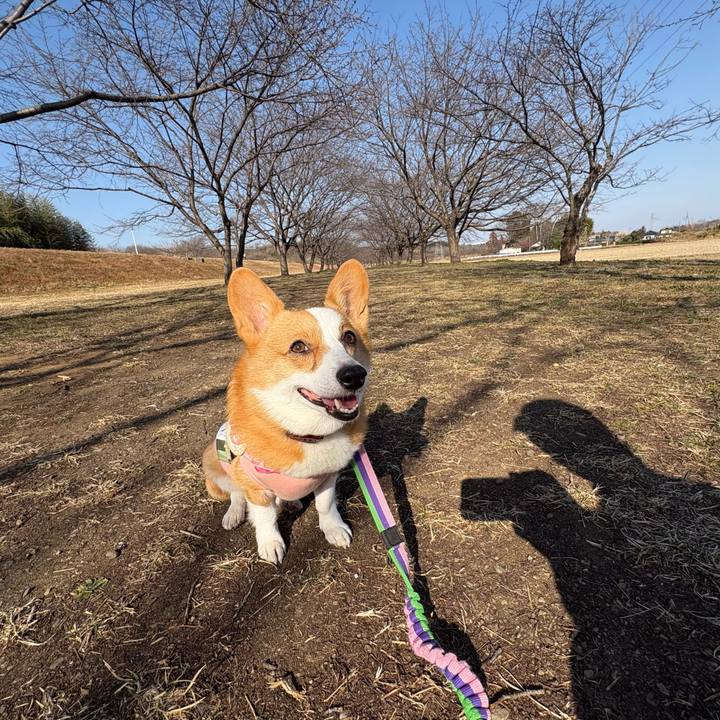 3c35757d 528d 4c9c 80fb f975c4b2f626 1771755851637