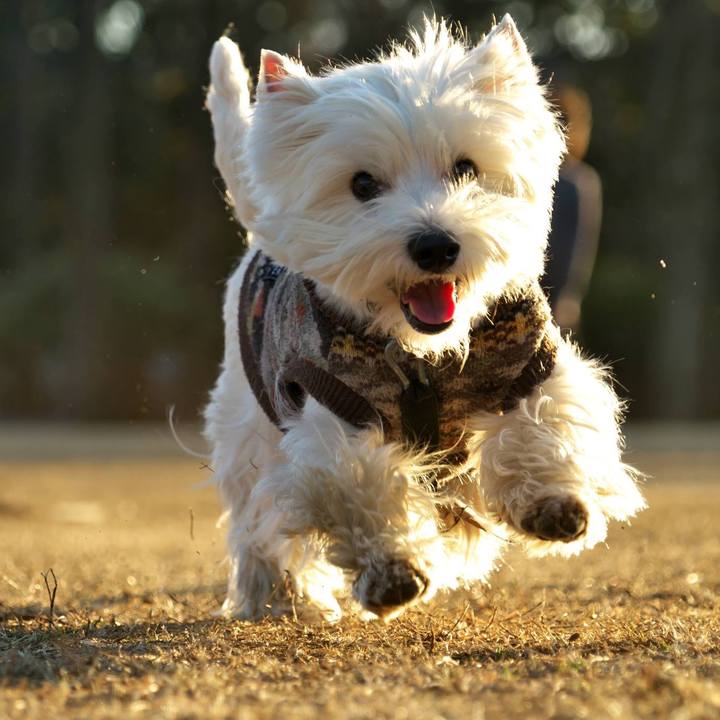 3c366900 8635 412f 87c6 f566eb3bc976 1518478711398