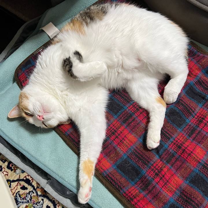 3c379ba3 7eb3 4e18 8f21 3816b1fd4668 1764506583270