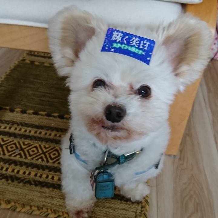 3c3935b8 8d3e 491d 8f6a c7a3f0cfbafe 1526381731015