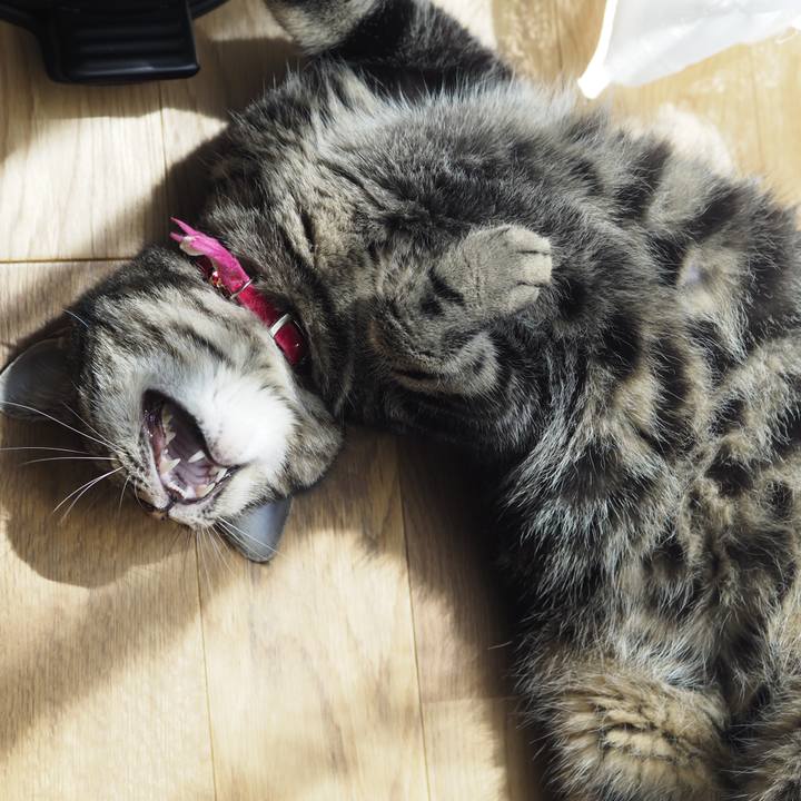 3c3a5253 9d8d 471e 98fc e85a71ca4c1b 1630293702810