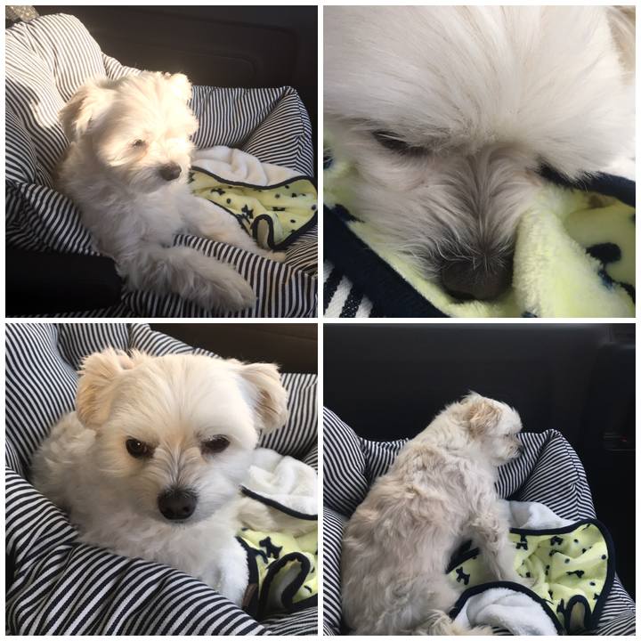 3c3bf170 bd1b 42ef ac34 d516e0d26418 1546340952490