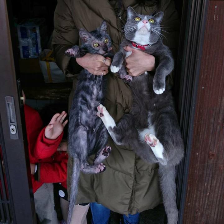 3c3fd6fc a43e 42a2 9984 db6a8873d57b 1517794419957