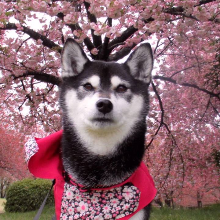 3c41852f fb29 40f1 905c fce9ad86a0ff 1618358647872