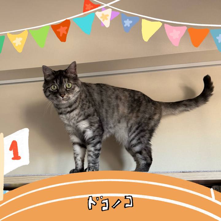 3c428163 0a75 431c ae3b fc18a68714fd 1761473262542