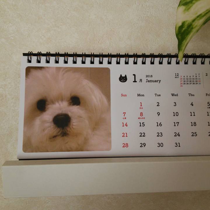 3c42d16d 1e59 4008 8176 96de11496126 1515032351934