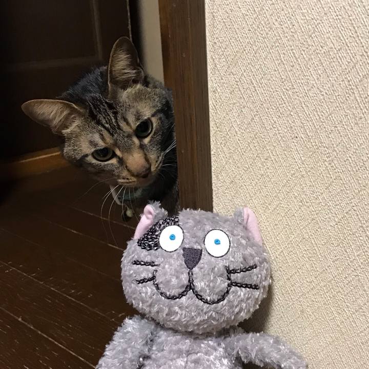 3c43a011 42d8 401b 81ce 2c747558af8a 1558183876383