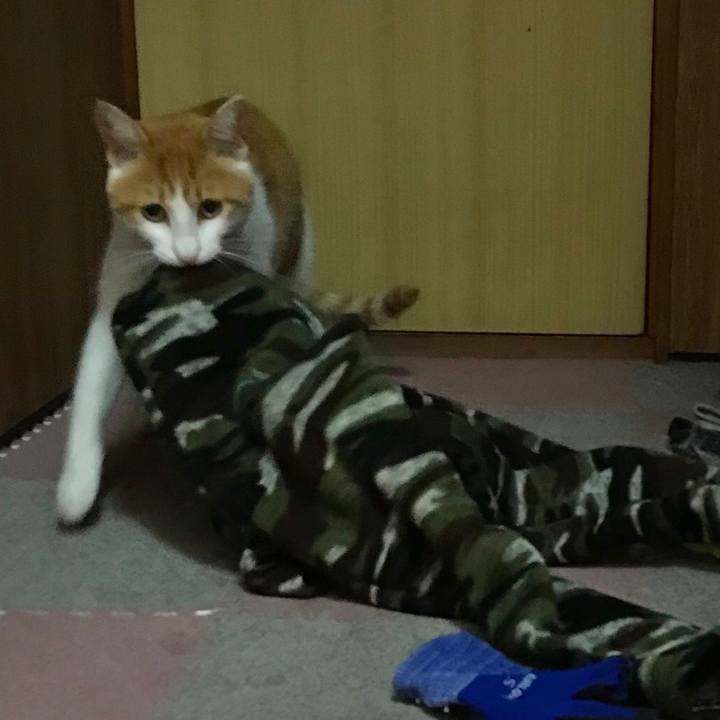 3c43d8dc 65e5 4ca7 88a4 d8020415f5ee 1510648490063