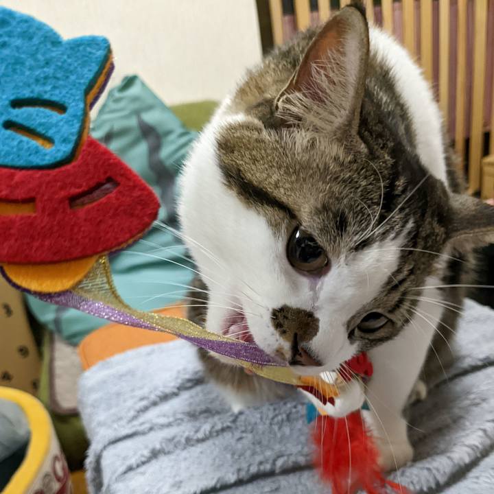 3c447abf c617 469a bea0 ee21e3de91c2 1669117334741