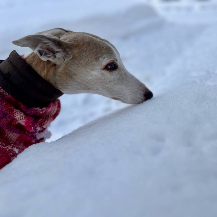 3c4599af 9f8e 47cf a779 929d9da84f2b 1768120169208