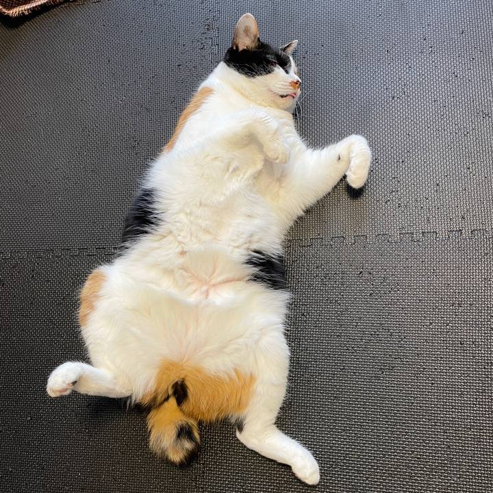 3c4847ee bf79 4e4a bd4d cd5d22f5cf79 1623753139211