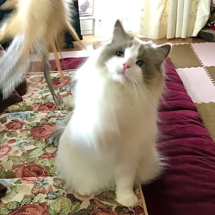 3c4bf306 1efc 433c 9683 37843fe9fb2c 1589147444293