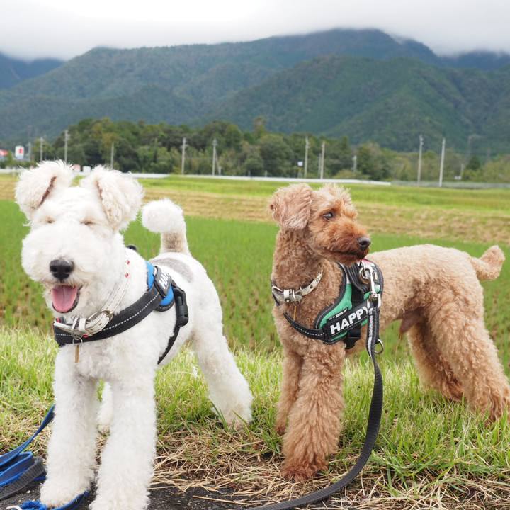 3c4bff79 74e4 483b 9e34 832ffe9aecd9 1538282211772