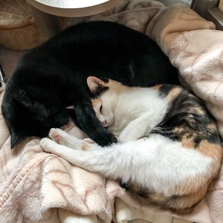 3c519d57 3bea 4d0e bf0e 9cd6565206c0 1509758861819