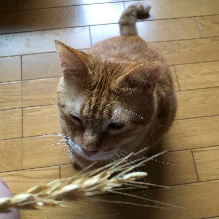 3c54689b 55cc 498f 879c 500284bfd8ce 1565427432475