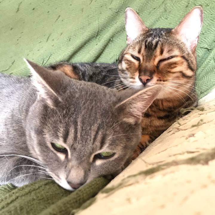 3c553672 4220 451a b2cb 08705c4a2414 1542340187802