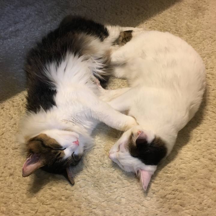 3c56f9ef 2b9f 4749 bde5 2da9df05cced 1543488520004