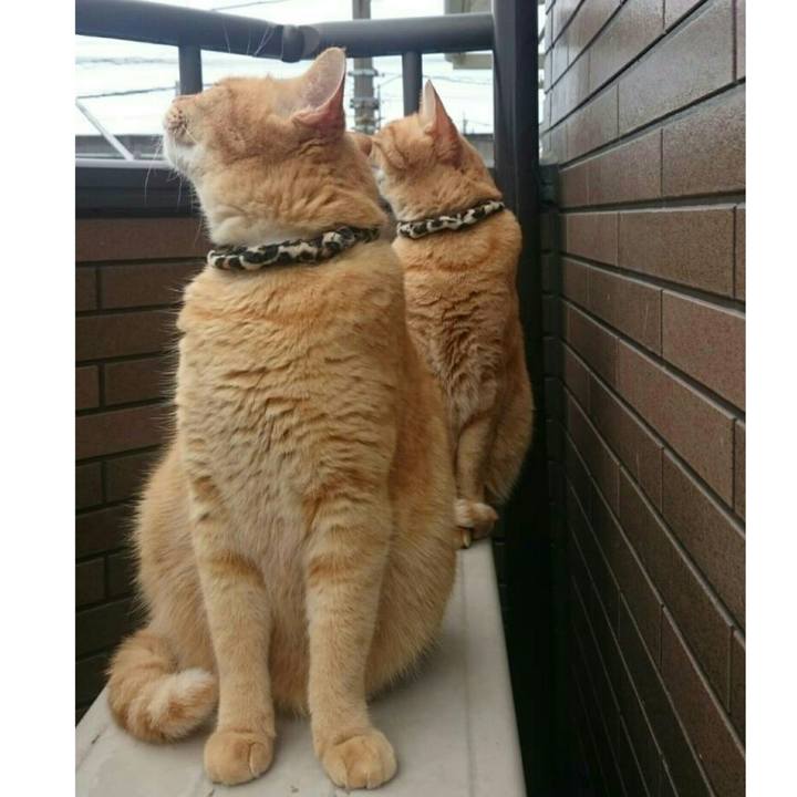 3c59b8b0 9594 44cd 833c 1f9a8c543eb7 1539496503406