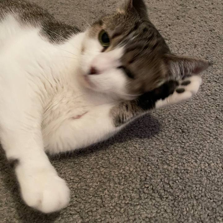 3c5d354c 9408 491a a058 811320846745 1769548034798