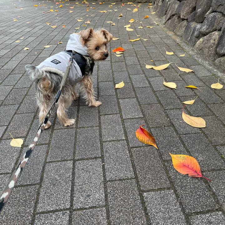 3c5faaff 5cd1 405c ae6a 232d45edcc97 1762928012622