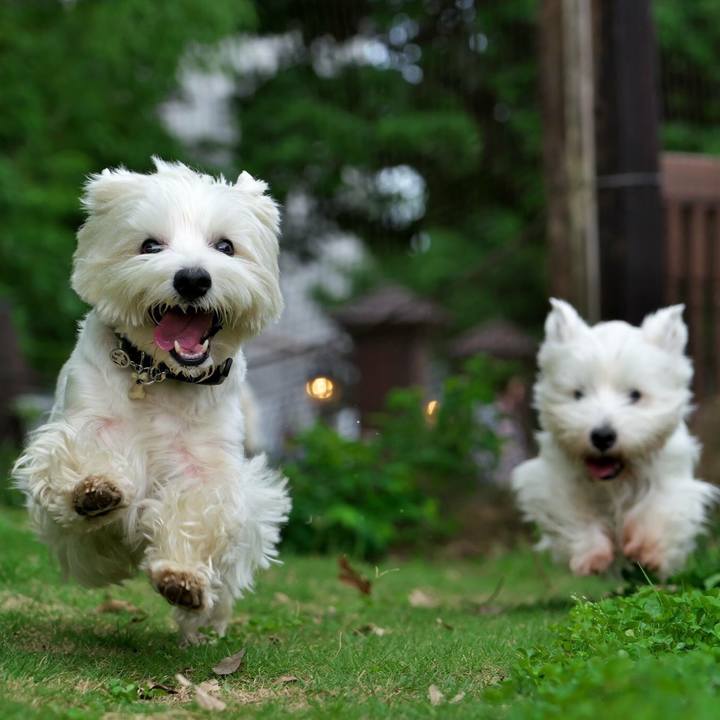 3c5ff2b5 92d0 49c7 ac87 fcb59ad6b2b7 1529377276153