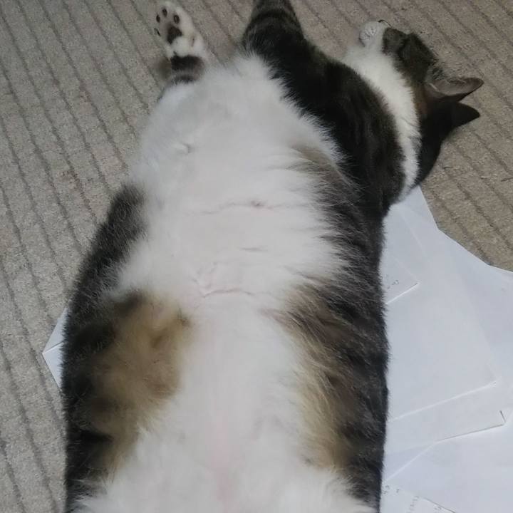 3c636433 a8b3 4191 b3f7 bacfdc11d82f 1625491201584