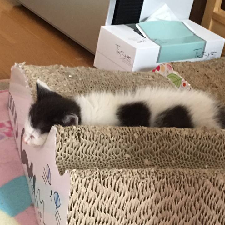 3c64f69a a42a 44a3 a86e 1065860614c5 1529236578929