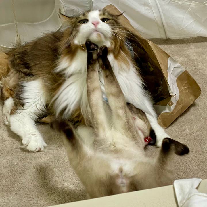 3c6856fc 6799 44af bd4c e63b952d0cf7 1705784685486