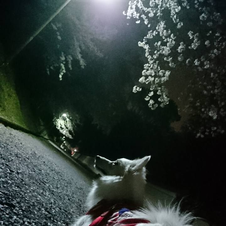 3c69cd60 2415 4e97 896d a88b893bd5c3 1522592848472