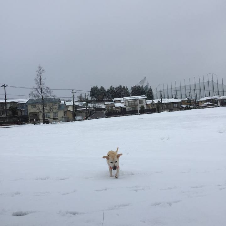 3c6bb1a8 622d 49e2 91f3 3ae19e8f8672 1513733977310