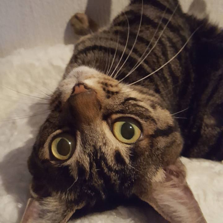 3c6c7d40 f44c 4a0b 8213 c79e4a343aa8 1510577869918