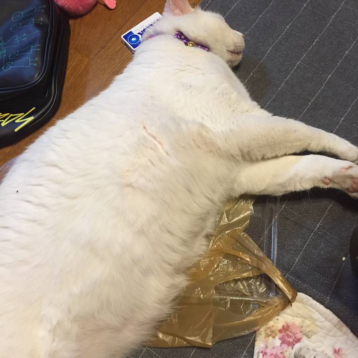 3c6d841e 9c3e 4ee2 ac3d 78452121957b 1559818721903