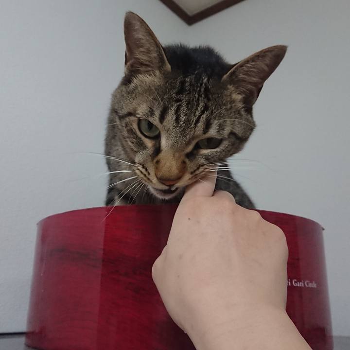 3c6fee1a 4124 4f9c 9def 25e1b8f1488e 1529249068353