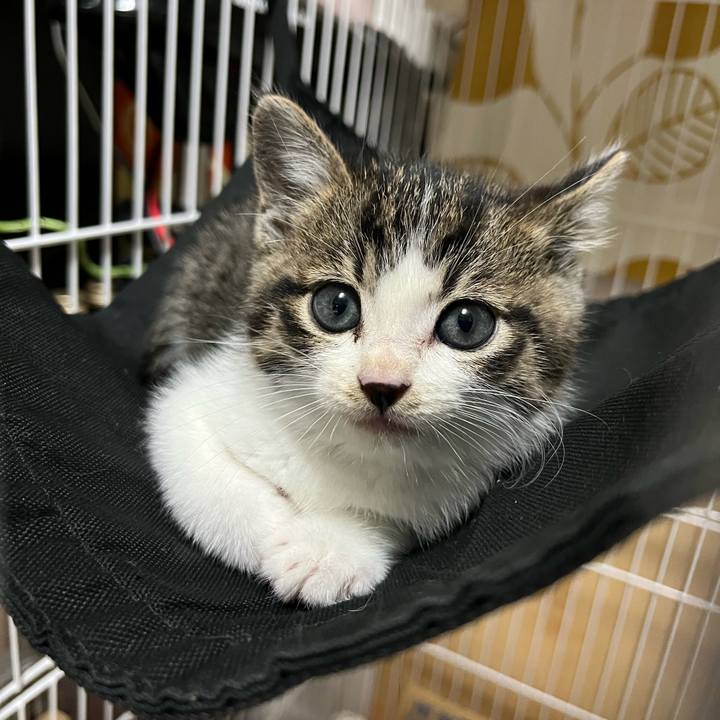 3c73ea95 43ae 47c6 a68a fd50c0b2e4e8 1764238908479