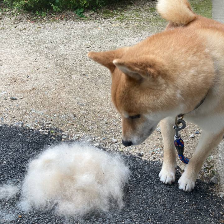 3c74872f 1bca 4f8a a23e 5449f41542ce 1623135676338