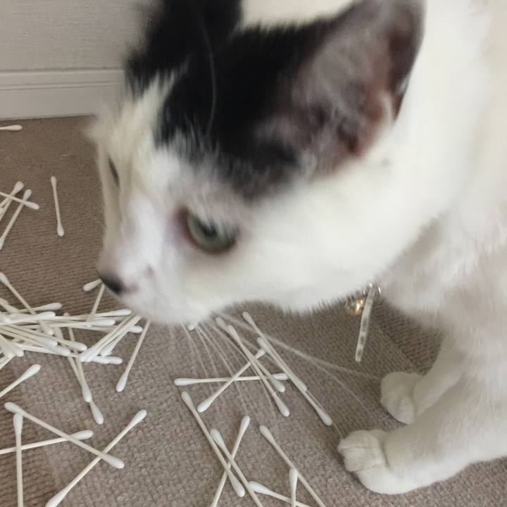 3c78e704 cec4 41ca bc44 27c5320364e0 1511997749782