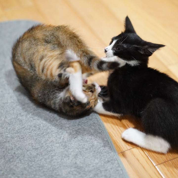 3c7a898b 9fea 417b ac3f 3395443fa3d8 1587135795091