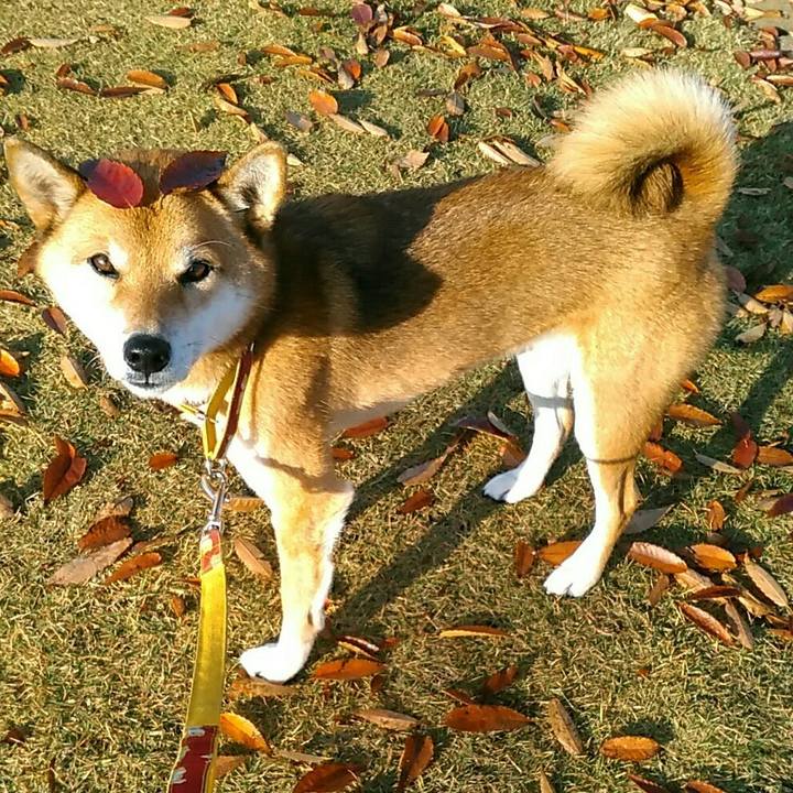 3c7b3bc2 3f6b 4275 9218 38ae73439f2f 1543366222525